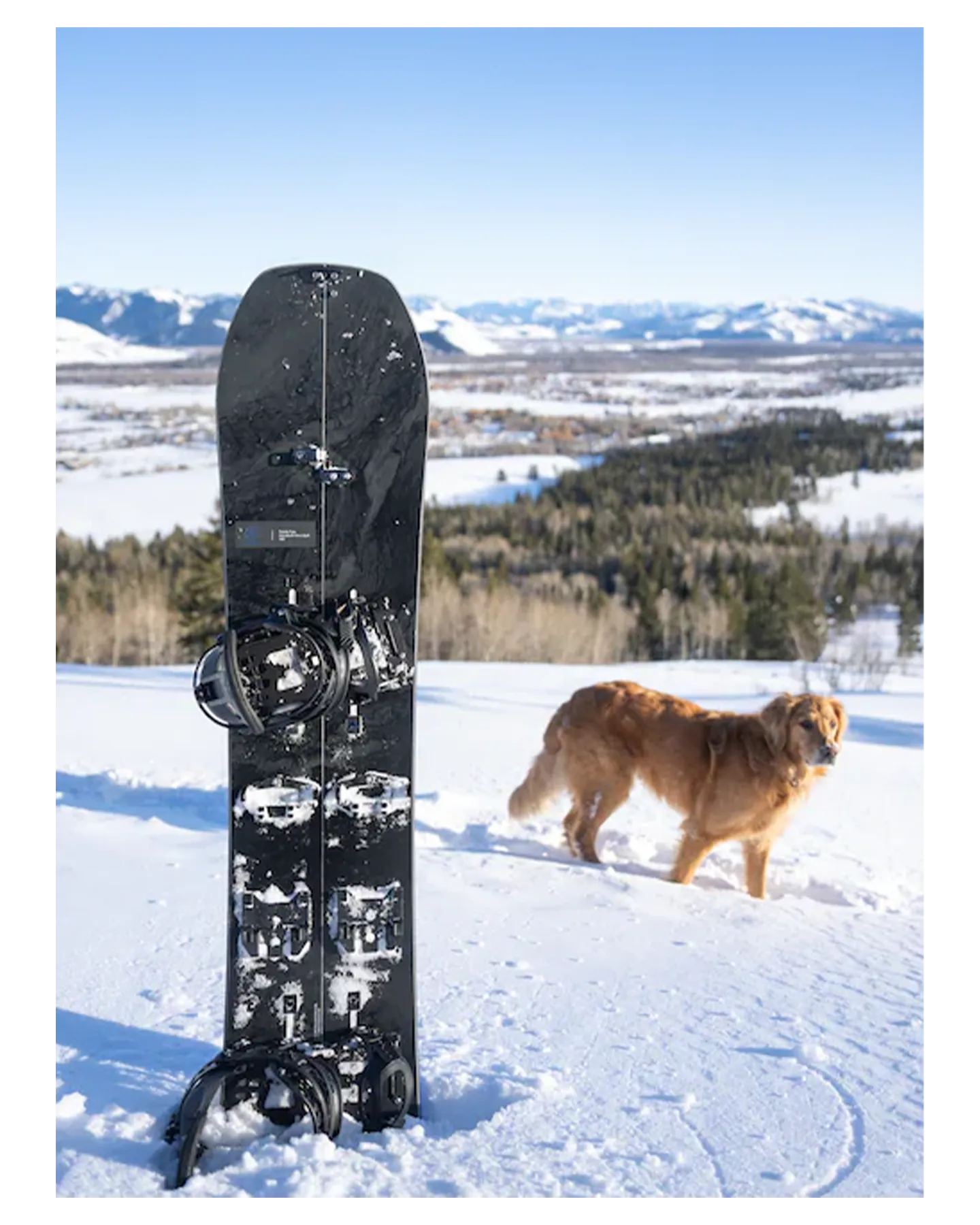 Burton Family Tree Hometown Hero Camber Splitboard - 2024